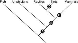 There is a diagram of a cladogram. 